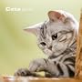 Cats 2010 Wall Calendar X105