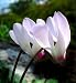 Fragrant White Miniature Cyclamen Plant-Winter Blooming