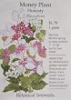 Money Plant Honesty Heirloom Seeds 60 Seeds