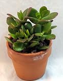 51t5OIyVjAL. SL160  Sunset Jade Plant   Crassula   Easy to Grow House Plant
