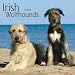 Irish Wolfhounds 2009 Square Wall Calendar