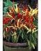Photographic Prints of DAD-1697 Pepper - Medusa (under glass) from Ardea Wildlife Pets