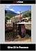 Olive Oil in Provence