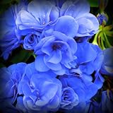 Save on Rose Blue Geranium Seed Pack by PG SEEDS