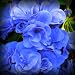 Rose Blue Geranium Seed Pack