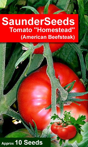 10 Tomato Seeds Homestead Lycopersicon esculentum, Beefsteak variety from the USA