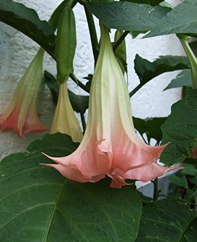 Indian Pink Angel Trumpet 5 Seeds - Brugmansia-Tropical