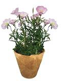 DuneCraft Classroom Kits - Flower Garden