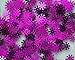 8mm SPOKE SEQUINS Purple Loose sequins for embroidery, applique, arts, crafts, and embellishment.