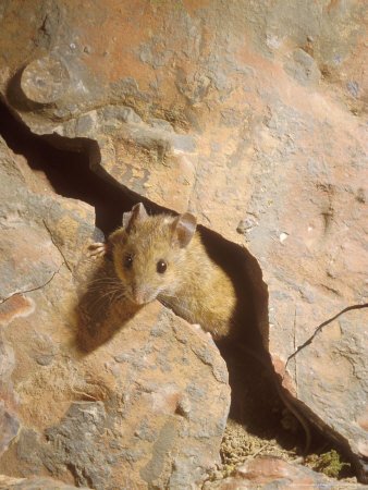 Long-Tailed Field or Wood Mouse