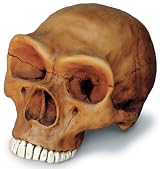 Neandertal Cranium