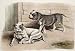 Bulldogs Etching , Animals, Dogs Birds Engraving Intaglio