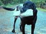 Chesapeake Bay Retriever