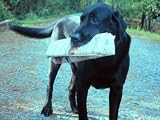 Breed All About It : Weimaraner (Season 2, Episode 4)