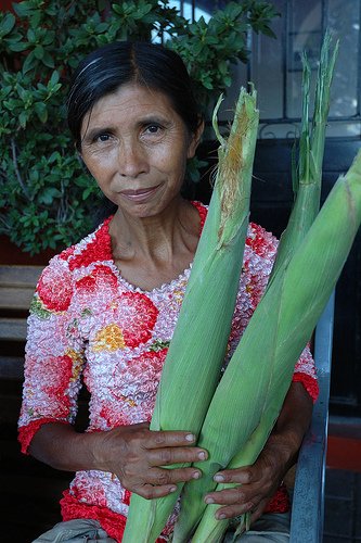 * WORLD'S LONGEST EARS CORN *10 seeds*RARE* 2ft. Ears* #1114 * WORLD'S LONGEST EARS CORN *10 seeds*RARE* 2ft. Ears* #1114