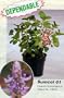 Scardy Cat!, Dog's Gone! & Bunnies Gone! Plant -AMAZING