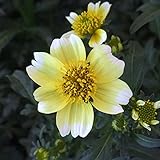 ウインターコスモス（ビデンス）：イエローキューピット3号ポット 3株セット