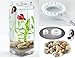 [Newest Version] NoClean Aquariums New GravityFlow Self-Cleaning Glass Betta Aquarium Starter Kit with Polished Stones and IllumaFlex White LED - The Original Self-Cleaning Aquarium! [2nd Generation]