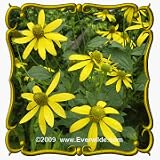 Wild Golden Glow (Rudbeckia laciniata) Jumbo Wildflower Seed Packet - 300 Seeds