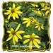 Wild Golden Glow (Rudbeckia laciniata) Jumbo Wildflower Seed Packet - 300 Seeds