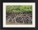 Framed Prints of The exposed barnacle-encrusted roots of mangrove trees from AWL Discover Images