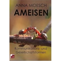 Ameisen. Kommunikations- und Gesellschaftsformen