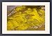 Framed Prints of Spectacular masses of spring wildflowers, mainly Hillside Daisy and Phacelia, from Ardea Wildlife Pets