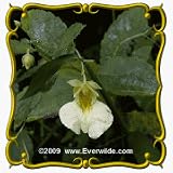 Yellow Jewelweed (Impatiens pallida ) Jumbo Wildflower Seed Packet - 20 Seeds