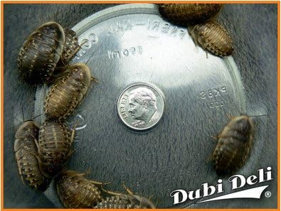 Dubia Roaches: Extra Large (1.25") - 1090 Grams (Average Count 1000)