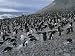 Adelie Penguin Rookery on Paulet Island, Hundreds of Thousands of Penguins Nest on Th...