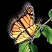 Elegant Aliform Monarch Moving Butterfly