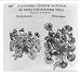 Historic Print (L): [Illustrations of plants]: Viola nigra fiue purpurea [and] Viola flore multiplici