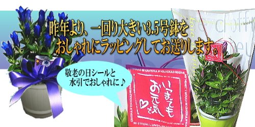 敬老の日パーティーセットとりんどうの鉢植えの豪華ギフトセット