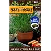 Ferry-Morse 2014 Chive Seeds (750 Milligram Packet)