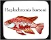 Mouse Pad with fish, aquarium
