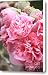 Pink Double Hollyhocks Canvas Print / Canvas Art - Artist Carol Groenen