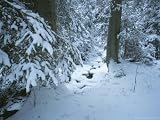 A Snow-Covered Black Forest Scene with an Ice-Covered Stream National Geographic Collection Photographic Poster Print by Taylor S. Kennedy, 16x12