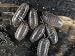 Pill Bugs or Sow Bugs, Armadillidium Vulgare, Common Terrestrial Crustaceans. Eastern USA Photographic Poster Print by Bill Beatty, 40x30