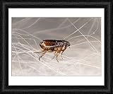 Framed Print of SPH-116 CAT FLEA - crawling in cat fur from Ardea