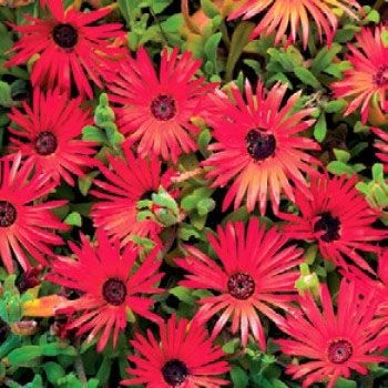 Outsidepride Red Ice Plant Seeds - 5000 seeds