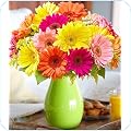 Daisies