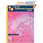 How the Endocrine System Works (How it works)