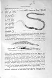 Natural History 1896 Vinegar-Eel Thread-Worms Humble