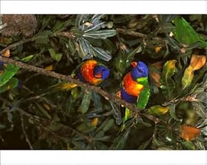Rainbow lorikeet feeding on Banksia (Banksia serrata) flowers Photographic Prints