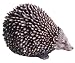 Collectable Animals Baby Hedgehog