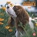 chihuahua3 - Cavalier King Charles Spaniels 2010 Wall Calendar 12
