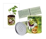 Eigenschaften Bull + Bear  / Pflanzdose Greenhouse Maracuja