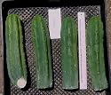 4 12" Trichocereus Bridgesii Top Cuttings