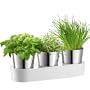 Auerhahn 24 3014 2506 Herbs@Home Kr�utergarten