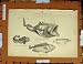 Print C1800-1870 Surinam Toad Fish Wrasse Angler Scarus